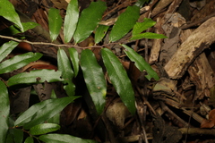 Meiogyne stenopetala