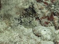 Halgerda terramtuentis