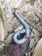 Amphisbaena darwinii