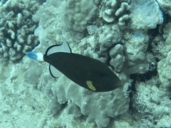 Melichthys vidua