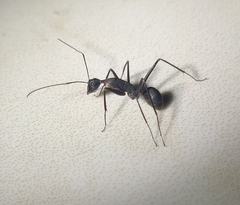 Camponotus angusticollis