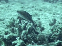 Oxycheilinus bimaculatus