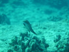 Oxycheilinus bimaculatus