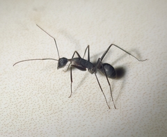Camponotus angusticollis