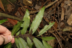 Meiogyne stenopetala