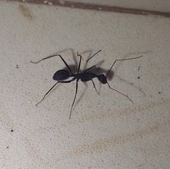 Camponotus angusticollis