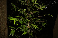 Meiogyne stenopetala