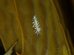 Amblyosyllis
