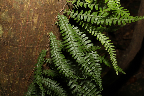 Image of Arthropteris beckleri by (c) Greg Tasney, some rights reserved (CC BY-SA)