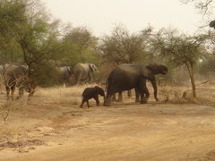 Loxodonta