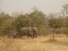 Loxodonta
