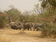 Loxodonta