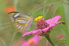 Appias libythea olferna