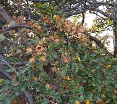 Nothofagus antarctica