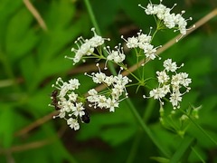 Physospermum cornubiense