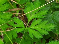 Physospermum cornubiense