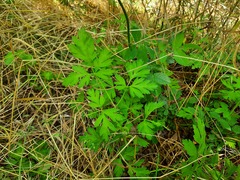 Physospermum cornubiense