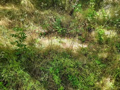 Physospermum cornubiense