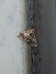 Scenedra decoratalis