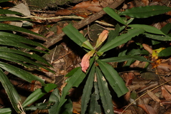 Syzygium ingens