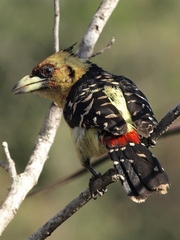 Trachyphonus vaillantii