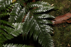 Lastreopsis marginans