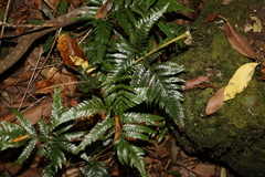 Lastreopsis marginans