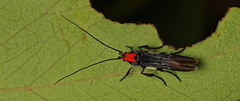 Coracistis erythrocosma