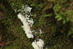 Stemonitopsis typhina