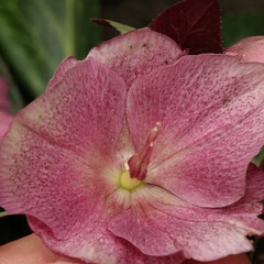Helleborus orientalis