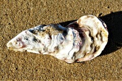 Striostrea margaritacea