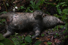 Sus scrofa vittatus