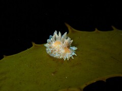 Caldukia affinis