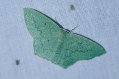 Maxates centrophylla