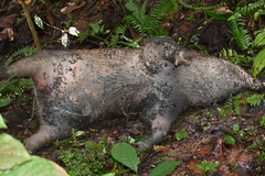 Sus scrofa vittatus