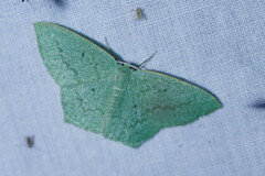 Maxates centrophylla