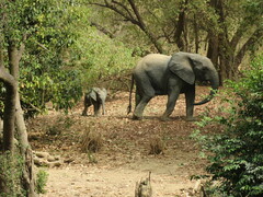 Loxodonta