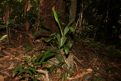 Cordyline petiolaris