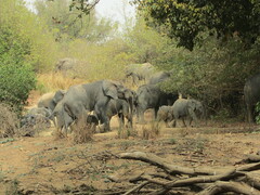Loxodonta