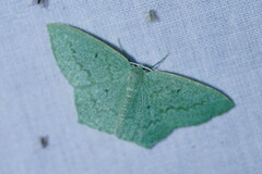 Maxates centrophylla