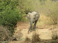 Loxodonta