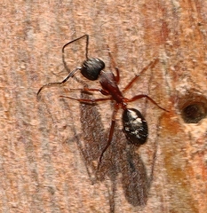 Camponotus innexus