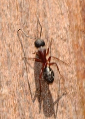 Camponotus innexus