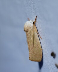 Cryptophasa rubescens