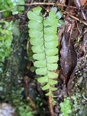Adiantum diaphanum