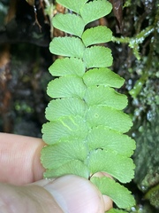 Adiantum diaphanum