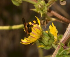 Scolia fuciformis