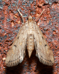 Parapoynx crisonalis