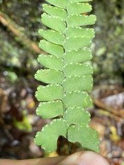 Adiantum diaphanum