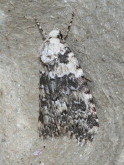 Bryophila domestica